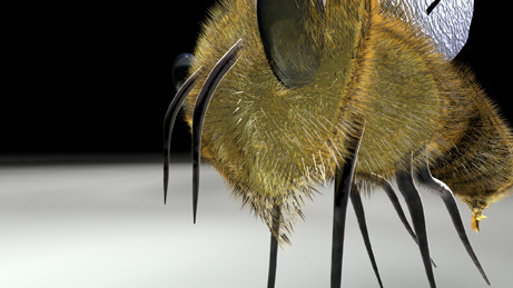 Honeybee_09